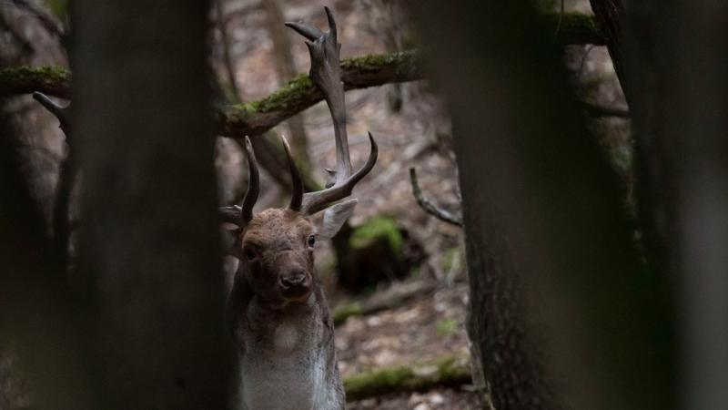 Ilyet csak ritkán lehet megpillantani testközelből! Különleges felvételeken tárjuk eléd a nógrádi erdők rejtélyes szépségét.