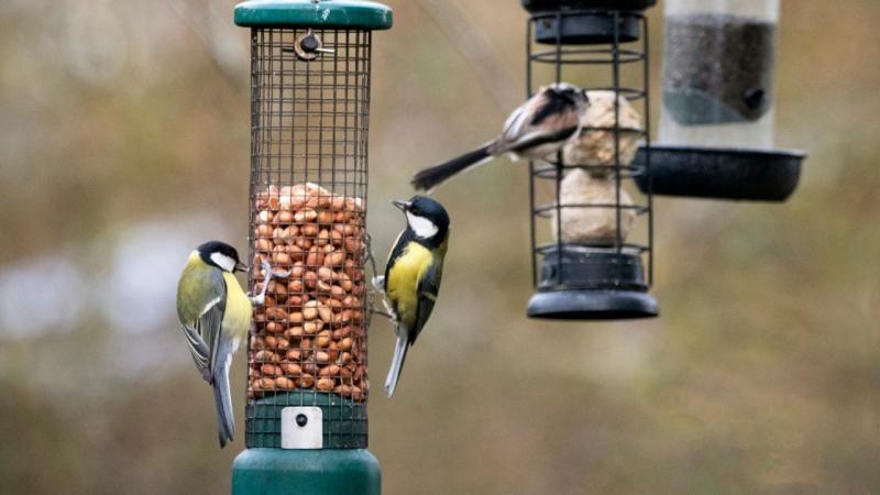 Tedd különlegessé a téli időszakot a cinkék számára – egy kis figyelmesség, amellyel megmentheted a madarak életét!