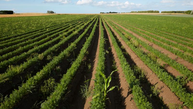 Fedezd fel a hollandok ambiciózus elképzelését: ezek a gépek forradalmasíthatják a mezőgazdaságot! - Agrárszektor