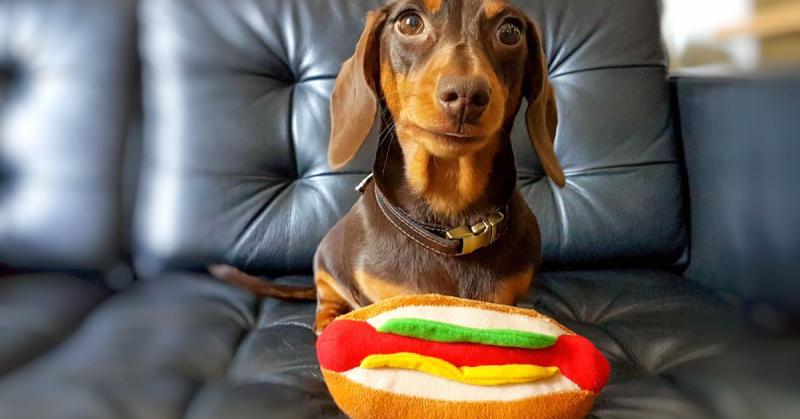 Rosszindulatú vicc, városi legenda, vagy hátborzongató igazság? - Mi a titkos kapcsolata a hot dogoknak és a kutyáknak?