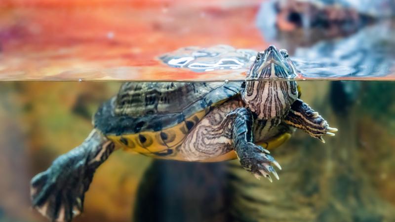 Nem fogod elhinni, de egy óriási teknőst fedeztek fel Szolnok közelében! A lenyűgöző állatot bemutató fényképek már a közönség figyelmét is felkeltették, és könnyen lehet, hogy Európa legnagyobb teknősének számít. A Pénzcentrum cikkében részletesen ismerh