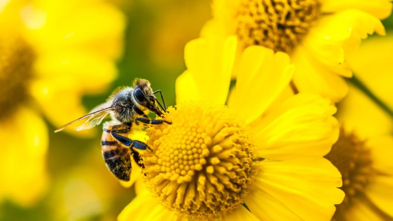 A méhészet betiltása ezen a területen komoly megrázkódtatást okozott: de vajon mi történik valójában itt? - Agrárszektor